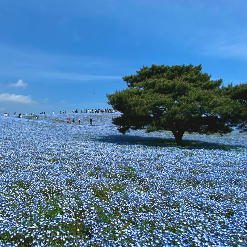 關西5日行程: 茨城.栃木 三大夢幻花海|國營常陸海濱公園、足利花卉園❀賞花期:4月下旬-5月初