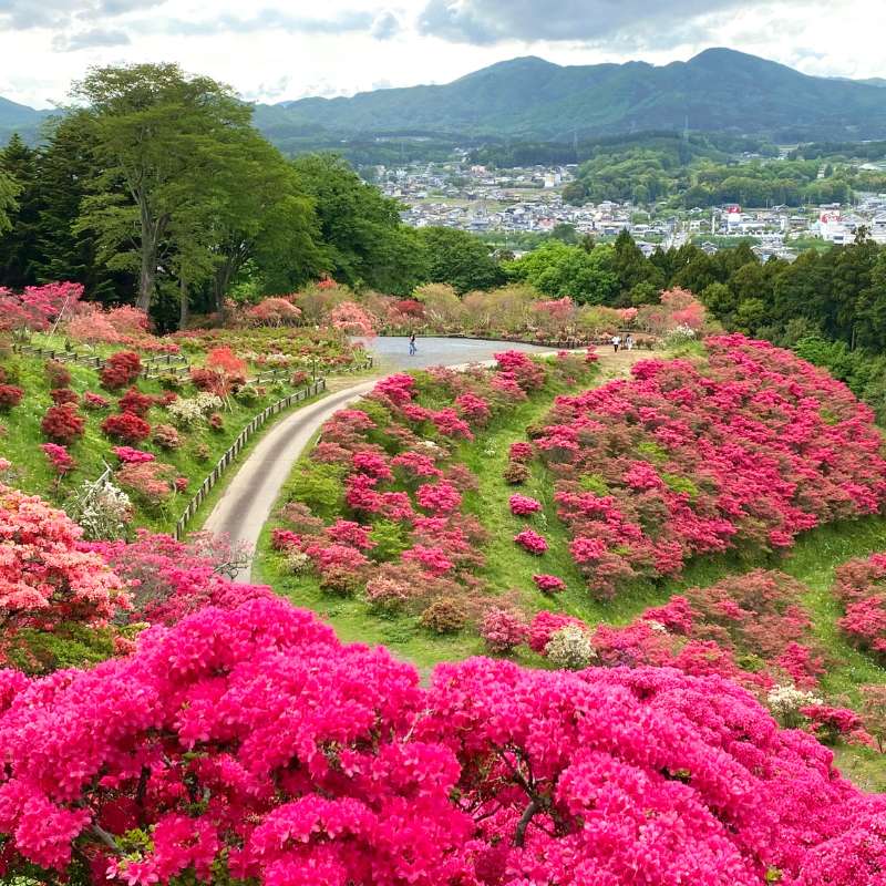 關西5日行程: 茨城.栃木 三大夢幻花海|國營常陸海濱公園、足利花卉園❀賞花期:4月下旬-5月初