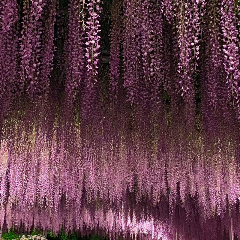 關西5日行程: 茨城.栃木 三大夢幻花海|國營常陸海濱公園、足利花卉園❀賞花期:4月下旬-5月初