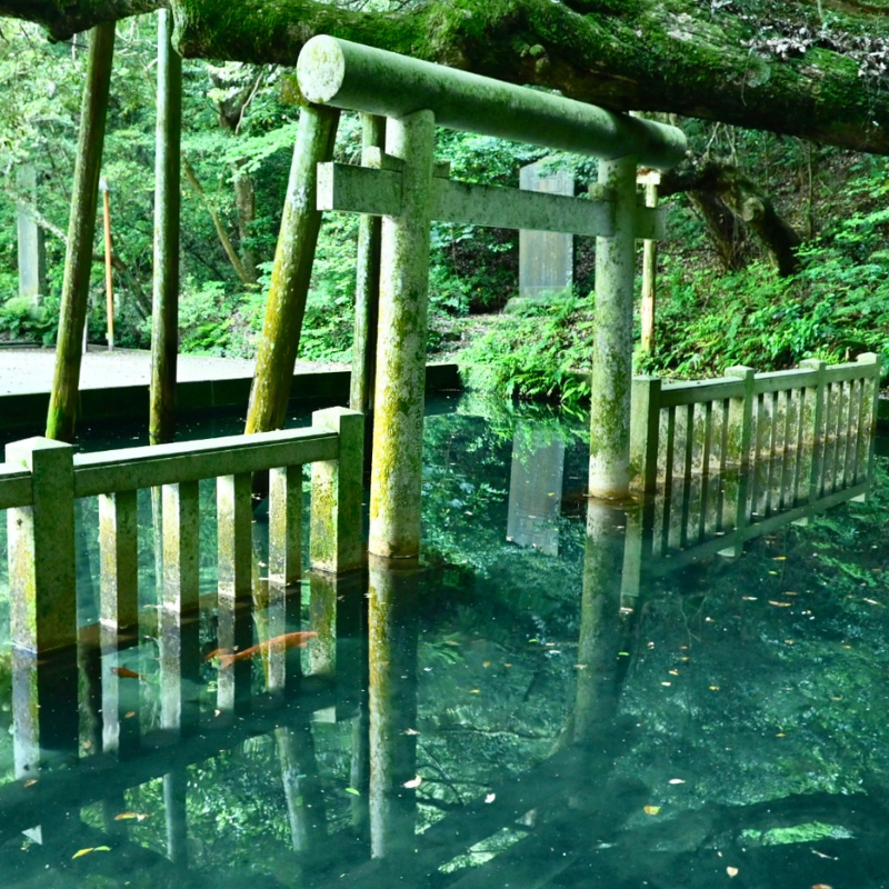 關西5日行程: 茨城.栃木 三大夢幻花海|國營常陸海濱公園、足利花卉園❀賞花期:4月下旬-5月初