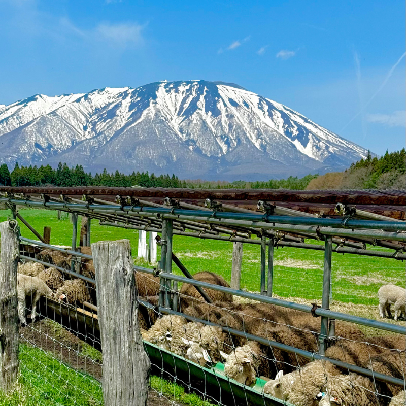 日本東北7天賞櫻行程(宮城仙台、岩手盛岡、秋田角館、青森三澤&十和田)陸奧賞櫻名所