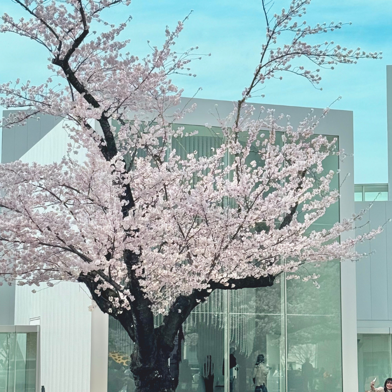 日本東北7天賞櫻行程(宮城仙台、岩手盛岡、秋田角館、青森三澤&十和田)陸奧賞櫻名所