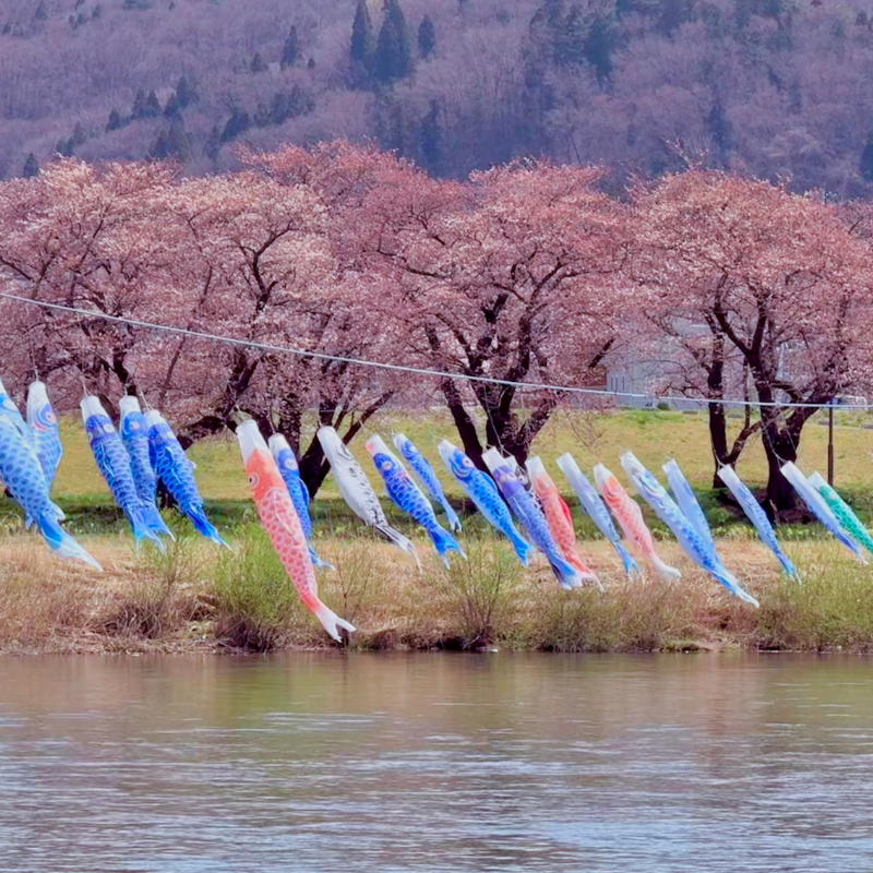 日本東北7天賞櫻行程(宮城仙台、岩手盛岡、秋田角館、青森三澤&十和田)陸奧賞櫻名所