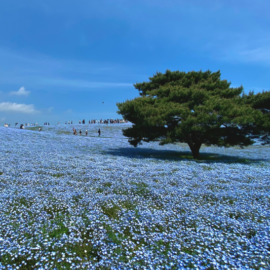 關西5日行程： 茨城．栃木 三大夢幻花海｜國營常陸海濱公園、足利花卉園❀賞花期：4月下旬-5月初