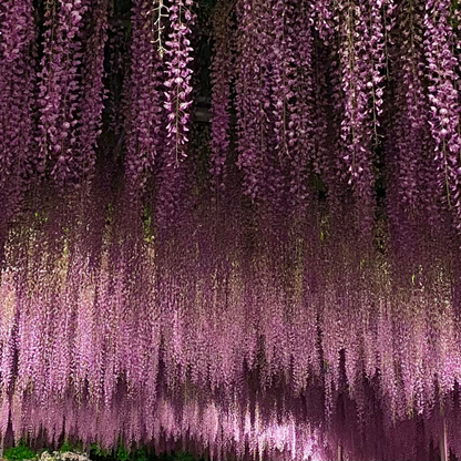 關西5日行程： 茨城．栃木 三大夢幻花海｜國營常陸海濱公園、足利花卉園❀賞花期：4月下旬-5月初