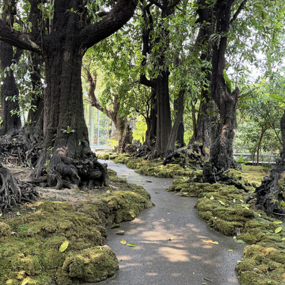 清邁自由行 5 天行程：清邁市中心、湄登湄林湄安、爆紅景點之旅（適合一年四季）