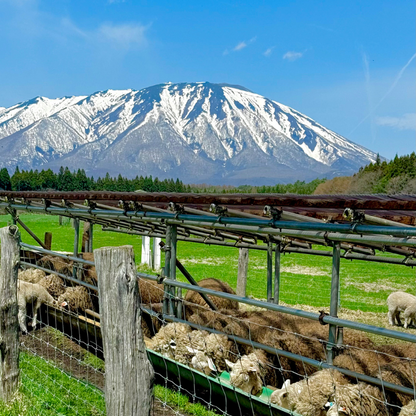 日本東北7天賞櫻行程（宮城仙台、岩手盛岡、秋田角館、青森三澤&十和田）陸奧賞櫻名所