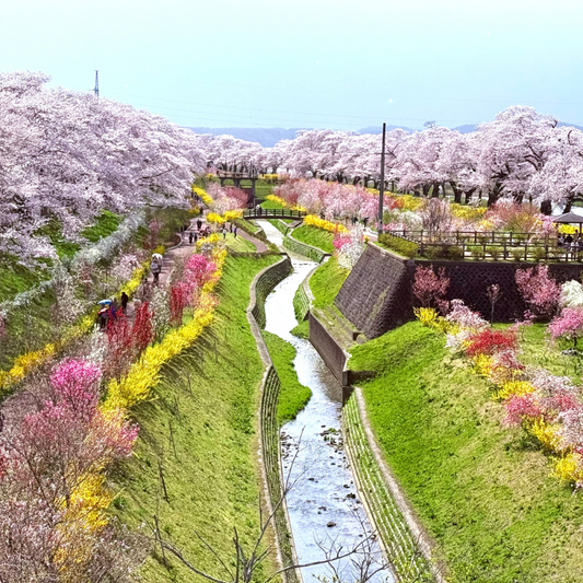 日本東北7天賞櫻行程（宮城仙台、岩手盛岡、秋田角館、青森三澤&十和田）陸奧賞櫻名所