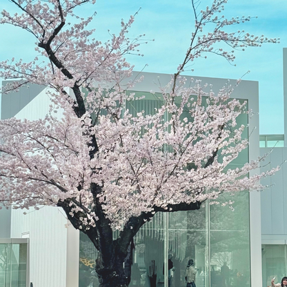 日本東北7天賞櫻行程（宮城仙台、岩手盛岡、秋田角館、青森三澤&十和田）陸奧賞櫻名所
