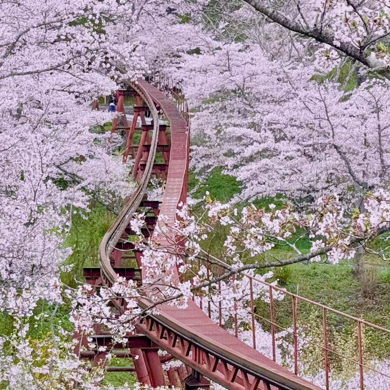 日本東北7天賞櫻行程（宮城仙台、岩手盛岡、秋田角館、青森三澤&十和田）陸奧賞櫻名所